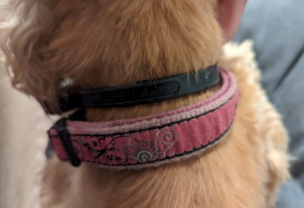 Photo of Golden Cocker Spaniel with Adaptil calm collar on. Photo of neck area.