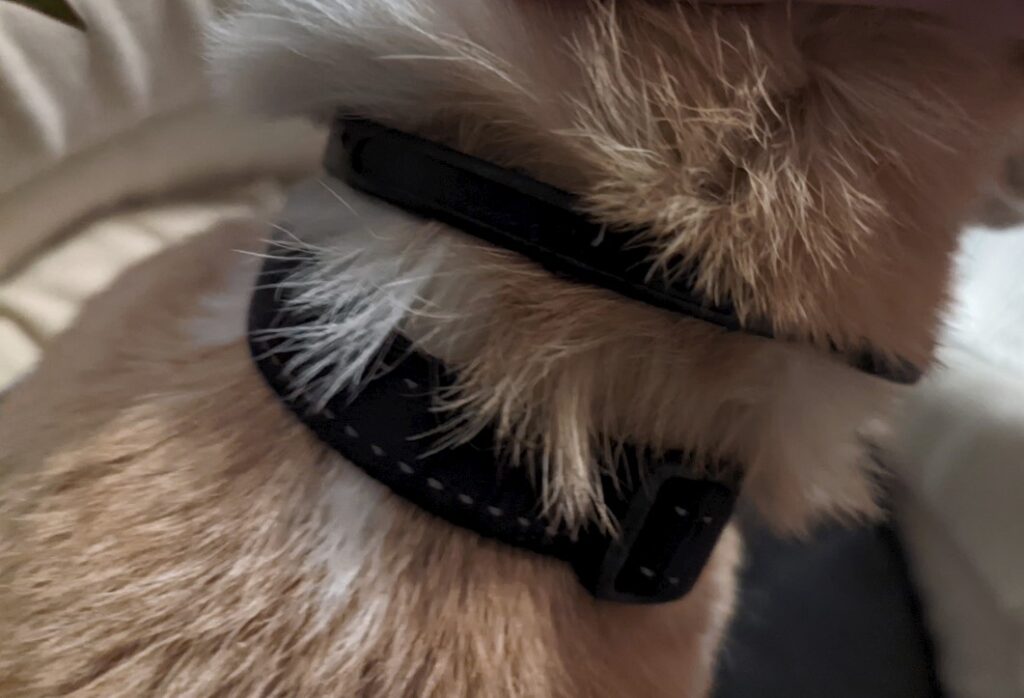 Photo of beagle neck with adaptil calm collar on