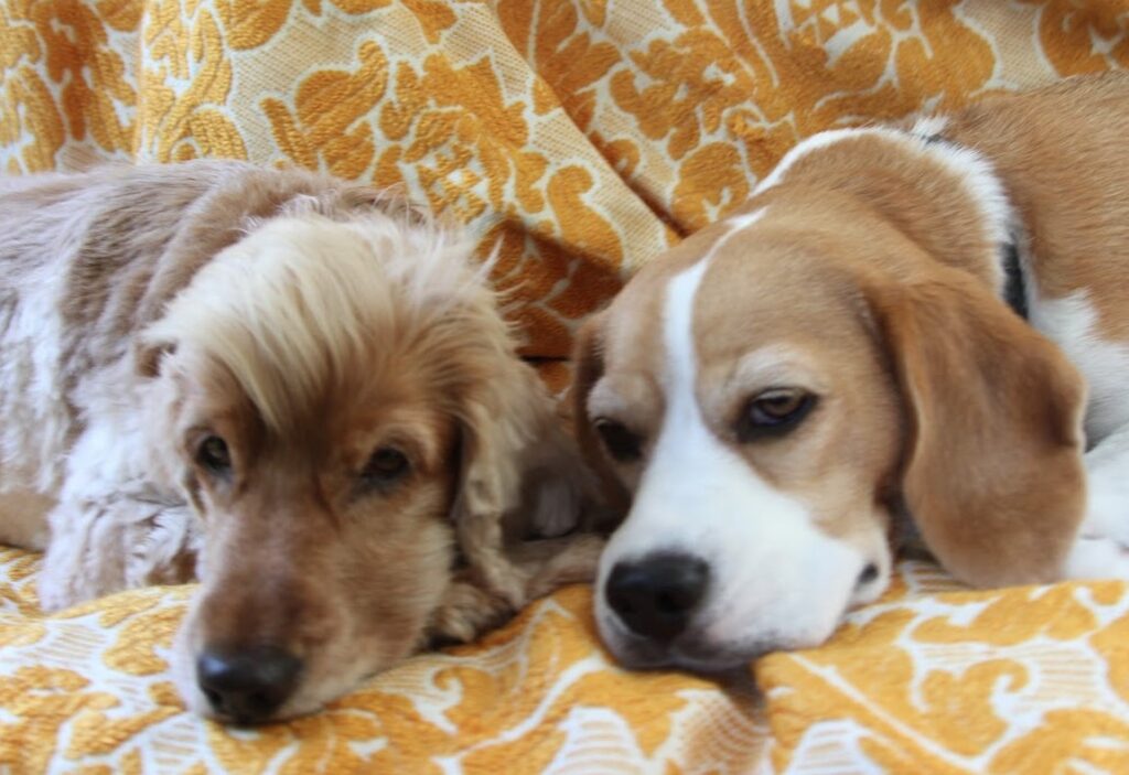 Two dogs sitting calm together