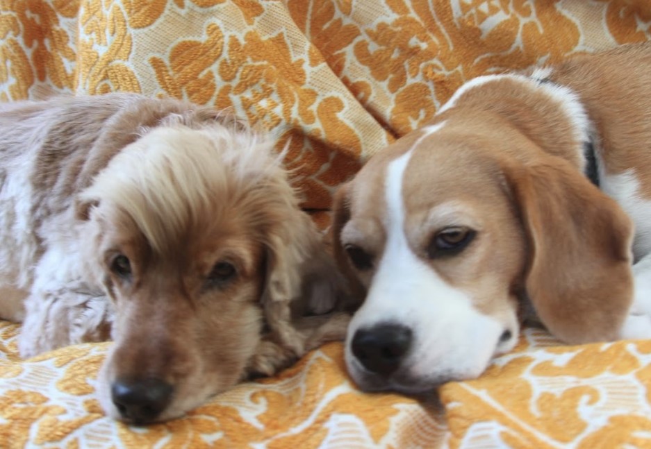 Beagle and Cocker Spaniel when younger laying together