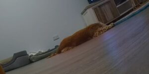 Cocker Spaniel laying on floor sleeping. Picture from behind wearing an Adaptil Calm Collar.