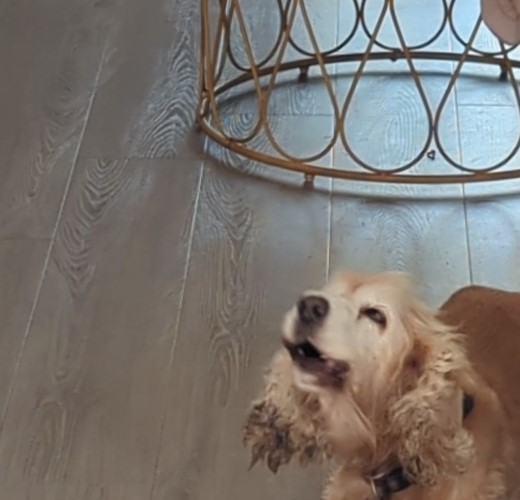 Cocker Spaniel walking through house barking.