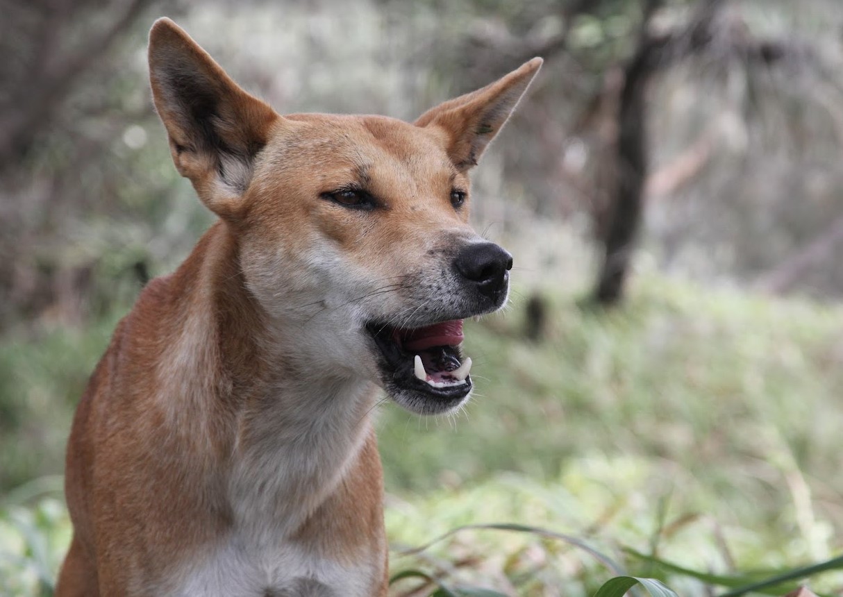 Dingo dog in natural bush land yawning