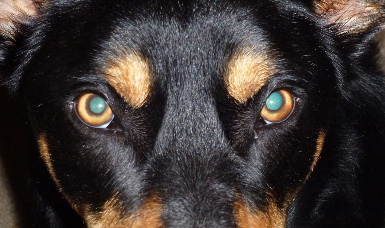 Dog eyes, looking deep into your. Green blue eyes