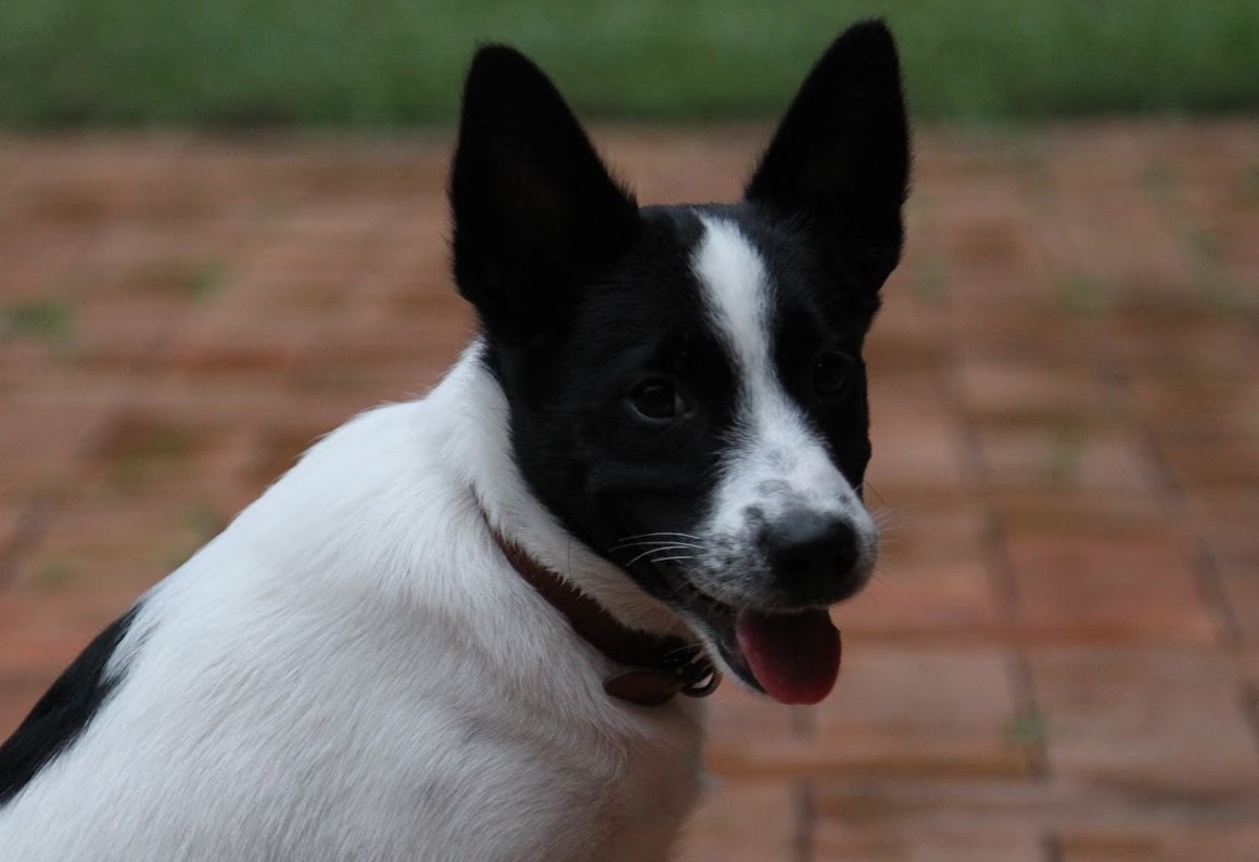 Black and white dog with smile on face