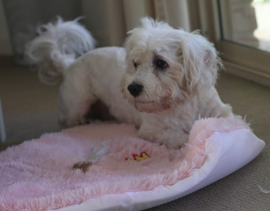 White puppy, playing with pink mat. Looking like she is about to bark