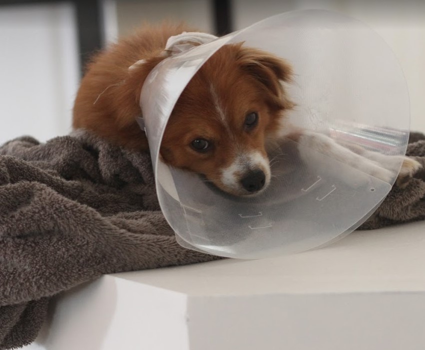 Puppy sitting on bench after vaccination with head cone on to stop pulling out stitches 