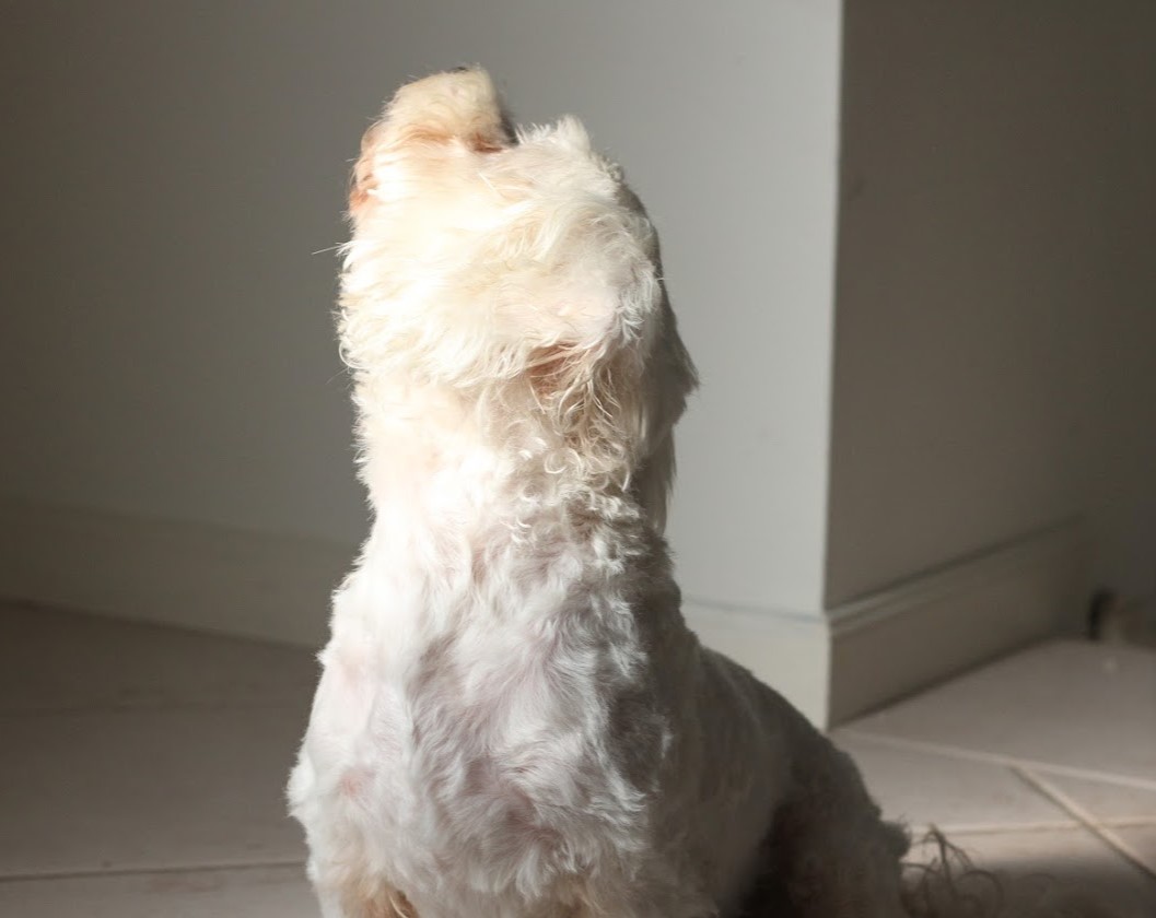 White dog looking up in room