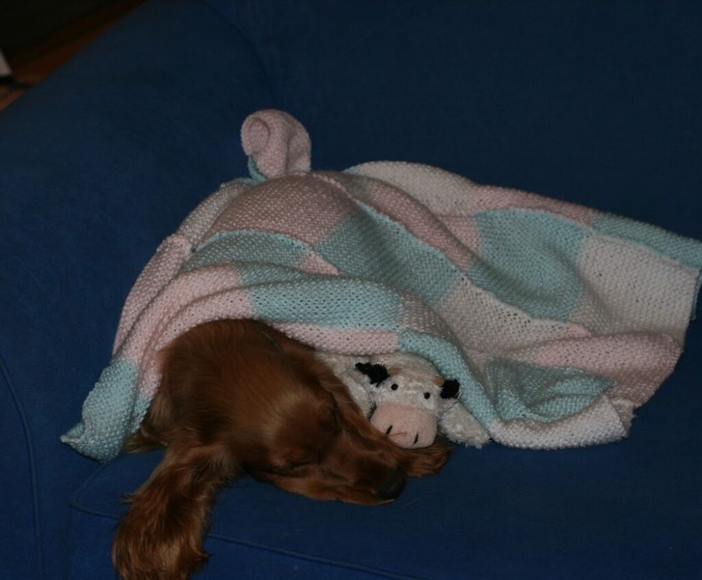 Cocker spaniel puppy sleeping on couch. Trying to tire out to stop puppy barking in apartment