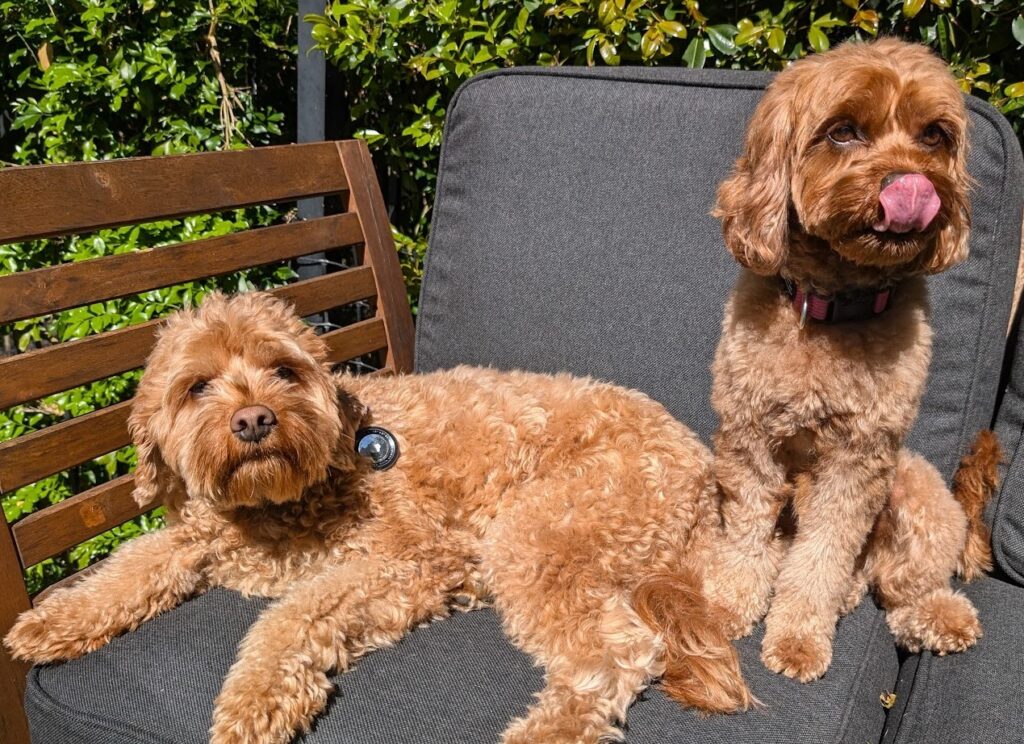 calming dogs after surgery
