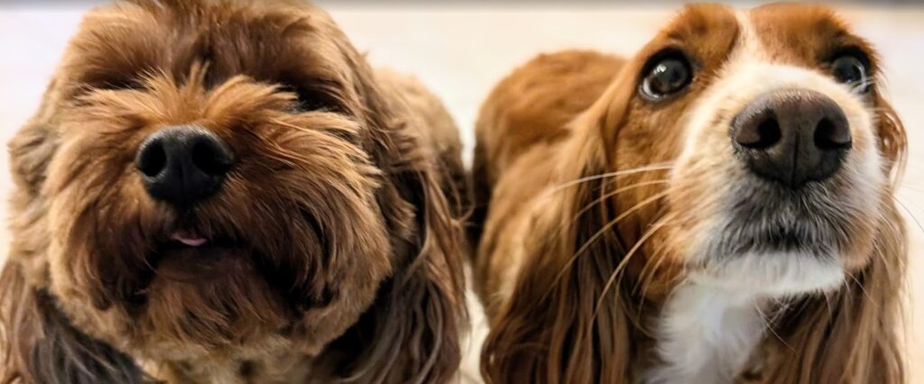 managing seasonal barking