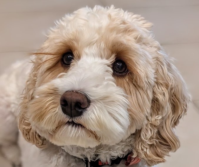professional help for dog anxiety