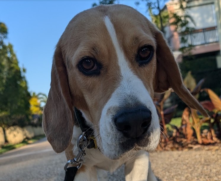 canine hearing sensitivity