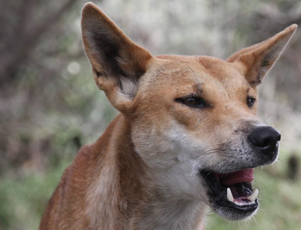 wild canine communication