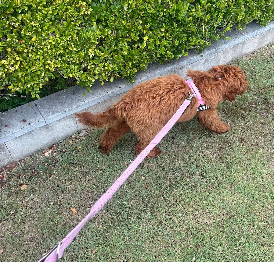 dog training techniques