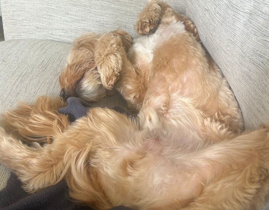 excessive barking causes