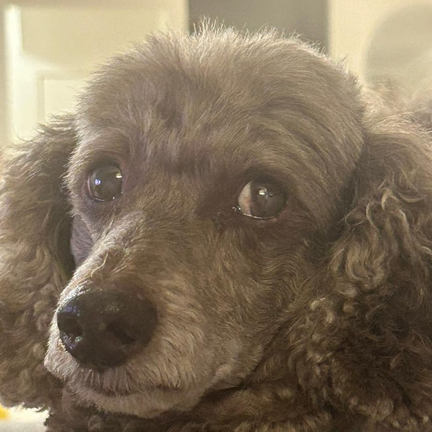 canine stress responses